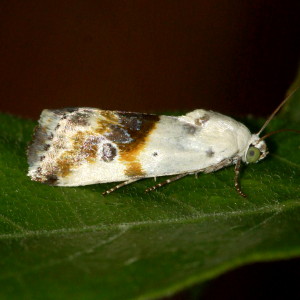 9090 Ponometia candefacta, Olive-shaded Bird-dropping Moth