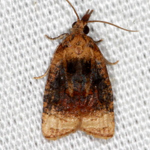 3732 Platynota flavedana, Black-shaded Platynota Moth