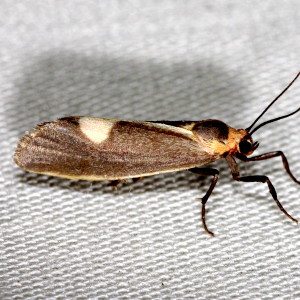 8067 Cisthene plumbea, Lead-colored Lichen Moth