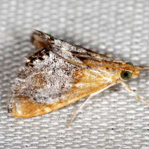 4895 Chalcoela iphitalis, Sooty-winged Chalcoela Moth