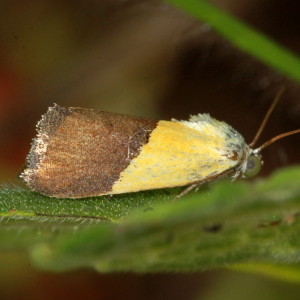 9085 Ponometia semiflava, Half-yellow Moth