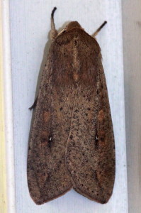 Mythimna unipuncta, Armyworm - Hodges #10438