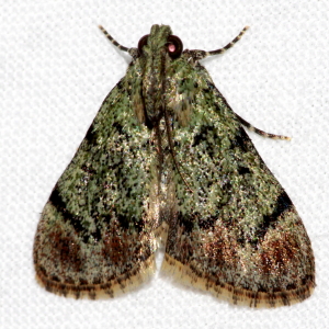 5577 Epipaschia superatalis, Dimorphic Macalla Moth