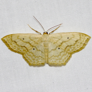 7159 Scopula limboundata, Large Lace-border Moth