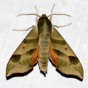 7885 Darapsa myron, Virginia Creeper Sphinx Moth