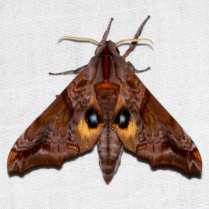 7825 Paonias myops, Small-eyed Sphinx Moth