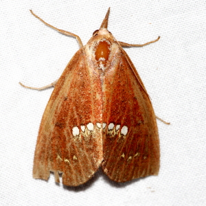 8527 Hypsoropha monilis,  Large Necklace Moth