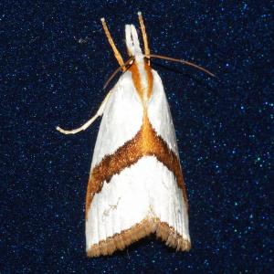 5466 Argyria critica, Straight-lined Argyria Moth