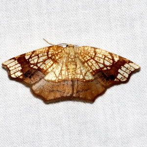 7010 Nematocampa resistaria, Horned Spanworm Moth