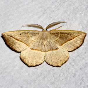 6941 Eusarca confusaria, Confused Eusarca Moth