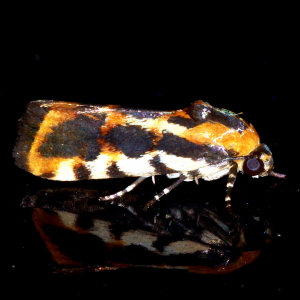 9127 Spragueia leo, Common Spragueia Moth