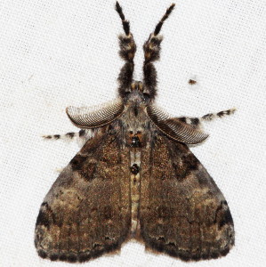 8316 Orgyia leucostigma, White-marked Tussock Moth