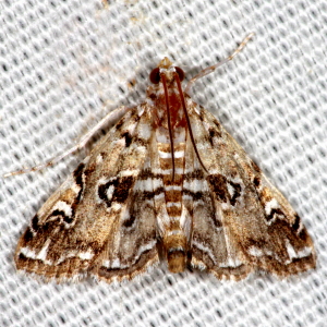 4748 Elophila icciusalis, Pondside Pyralid Moth