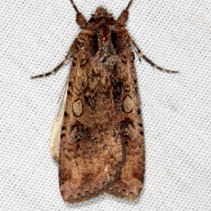 10915 Peridroma saucia, Variegated Cutworm Moth