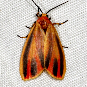 8090 Hypoprepia fucosa, Painted Lichen Moth