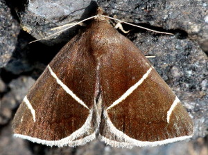 8764 Argyrostrotis anilis, Short-lined Chocolate Moth