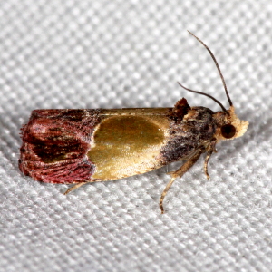 2749 Eumarozia malachitana, Sculptured Moth