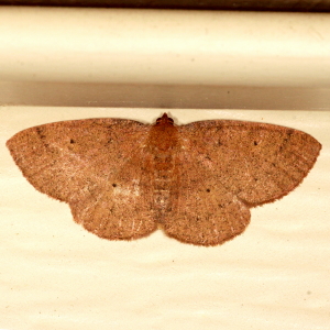 6711 Ilexia intractata, Black-dotted Ruddy Moth
