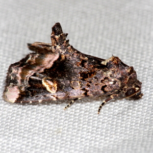 9057 Homophoberia apicosa, Black Wedge-spot Moth