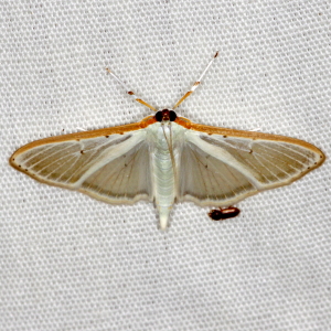 5218 Palpita quadristigmalis, Four-spotted Palpita Moth
