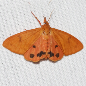 8121 Virbia aurantiaca, Orange Holomelina Moth