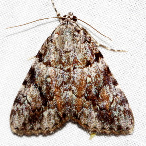 8878.1 Catocala lineella, Little Lined Underwing Moth
