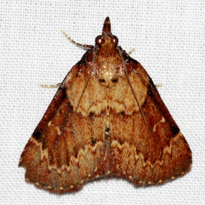 5627 Omphalocera munroei, Asimina Webworm Moth