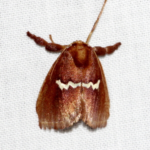 4691 Monoleuca semifascia, Pin-striped Vermilion Slug Moth