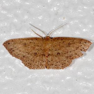 7137 Cyclophora myrtaria, Waxmyrtle Wave Moth