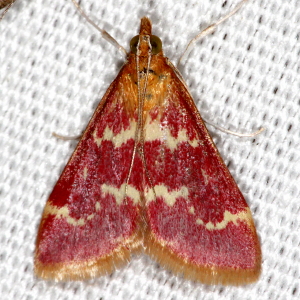 5034 Pyrausta signatalis, Raspberry Pyrausta Moth