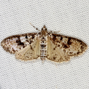 5226 Palpita magniferalis, Splendid Palpita Moth