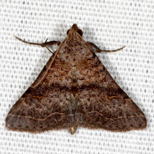 8370 Bleptina caradrinalis, Bent-winged Owlet Moth