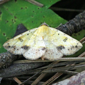 8467 Hemeroplanis scopulepes, Variable Tropic Moth