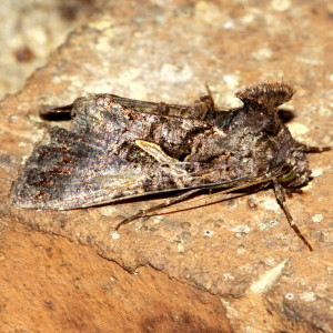 8889 Ctenoplusia oxygramma, Sharp-stigma Looper Moth