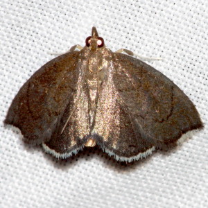 4951 Perispasta caeculalis,  Titian Peale's Pyralid Moth