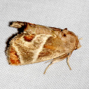4669 Apoda biguttata, Shagreened Slug Moth