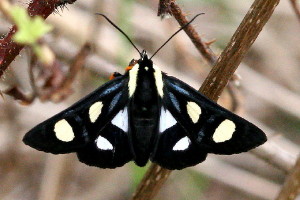 Alypia octomaculata, Eight-spotted Forester 9314