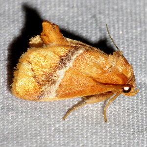4665 Lithacodes fasciola, Yellow-shouldered Slug Moth