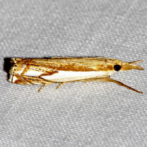 5362 Crambus agitatellus, Double-banded Grass-veneer Moth