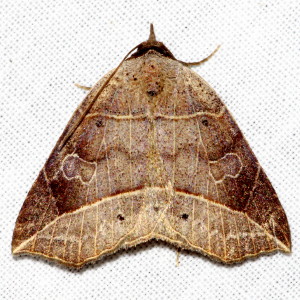 8493 Isogona tenuis, Thin-lined Owlet Moth