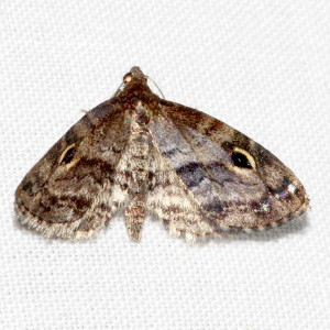 8412 Melanomma auricinctaria, Gold-lined Melanomma Moth
