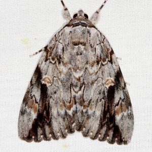 8793 Catocala maestosa, Sad Underwing Moth