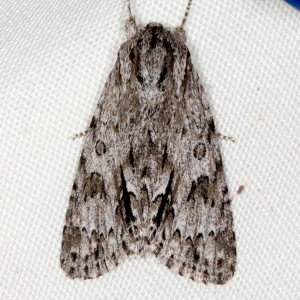 9264 Acronicta longa, Long-winged Dagger Moth