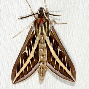 7894 Hyles lineata, White-lined Sphinx Moth