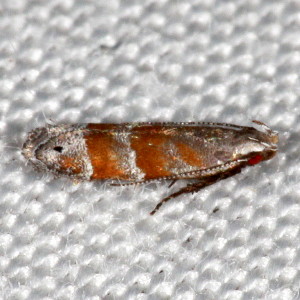 2229 Battaristis vittella, Stripe-backed Moth