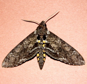 7775 Manduca sexta, Carolina Sphinx Moth