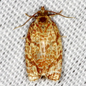 3623 Argyrotaenia quercifoliana, Yellow-winged Oak Leafroller Moth