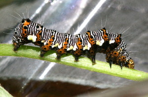 Alypia octomaculata, Eight-spotted Forester 9314