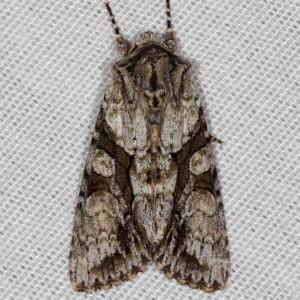 10518 Achatia distincta, Distinct Quaker Moth