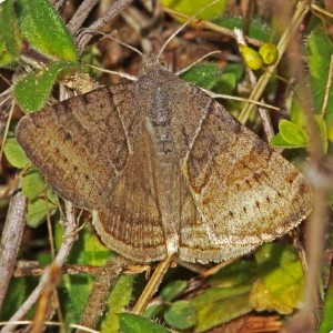 8738 Caenurgina crassiuscula, Clover Looper Moth